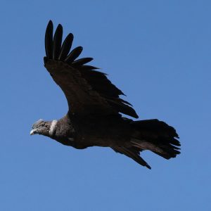 candean condor